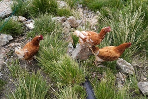 08277 refuge chickens v1