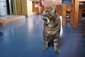08301 yawning cat-topaz-sharpen v1