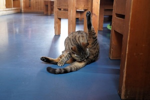 08305 grooming cat v1