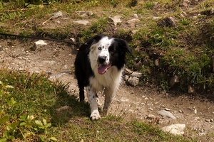 Tour du Mont Blanc, July - August 2025