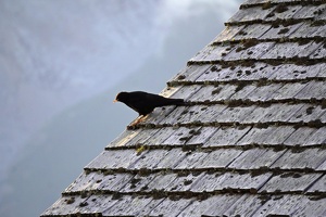 00479 yellow billed chough on refuge roof v1