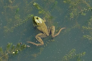 Ile St.-Bernard, August 11