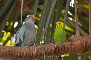 Vancouver: Queen Elizabeth Park and Bloedel Conservatory, August 20