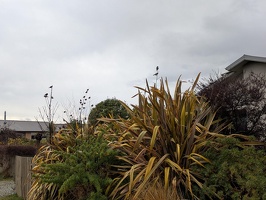 20250904 202633149 tons of sparrows v1