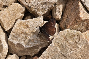 03961 black mountain ringlet v1