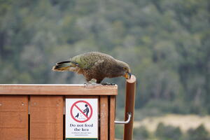 Cascade Saddle, February 2026