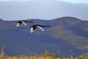 Kaikoura (and Blenheim and Lake Elterwater), July 2026