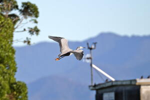 Blenheim to Kaikoura, July 10