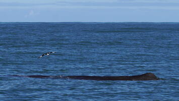 Kaikoura (and Blenheim and Lake Elterwater), July 2026