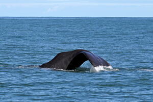Whale Watch Kaikoura, July 11