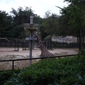 03926_giraffe.jpg