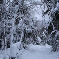 04484_snowy_trees.jpg