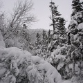 04491_snowy_christmas_trees.jpg