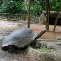 09328_aldabra_giant_tortoise.jpg