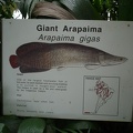 09359_info_about_giant_arapaima.jpg