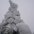 09872_snowy_tree1.jpg