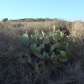 06549_cactus.jpg