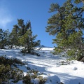 1195_snow_and_trees.jpg