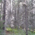 3470_forest_canopy.jpg