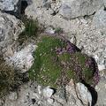 0593_alpine_vegetation.jpg