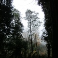 3238_misty_forest.JPG