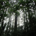 3321_forest.JPG