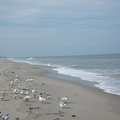 00537_seagulls_and_others.JPG