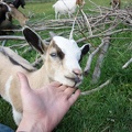 07558_petting_the_goat.JPG