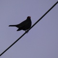 20522_blackbird.JPG