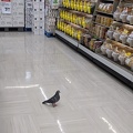 20200630_133600_just_a_pigeon_in_a_store_v1.jpg