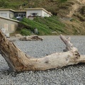 04585_driftwood.JPG