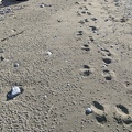 20200429_155329_footprints.jpg