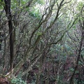 09960_forest.JPG