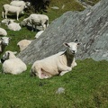 04316_heaps_of_sheep.JPG