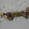 40977_more_grape_like_seaweed.JPG