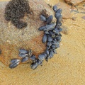 07625_mussels_on_rock.JPG