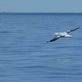50942_gliding_albatross_v1.JPG