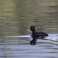 70696_scaup_with_water_drops.JPG