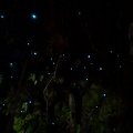 01065_more_glow_worms.JPG