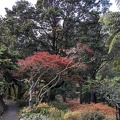 20210508_043034409_red_leaves_at_botanical_garden.jpg
