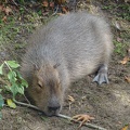 03009_capybara_chilling.JPG