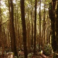 07504_forest.JPG