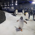 20230709_040228351_gentoo_approaching_and_king_penguins_around_v1.jpg
