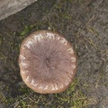 05207_deer_mushroom.JPG